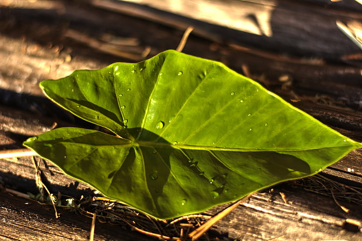 Leaf, Zelená, Záhrada, riadky