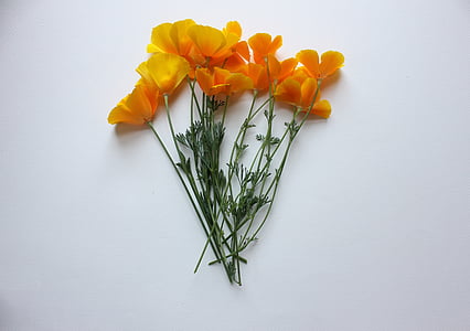 valmuer, California, Poppy, oransje, USA, naturlig, gul