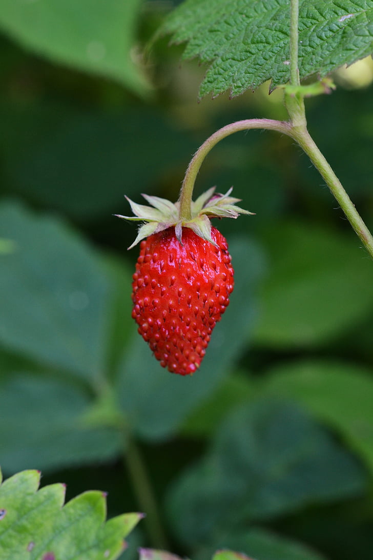 wood strawberry, berry, bio, healthy, nature, wild berries, fruits
