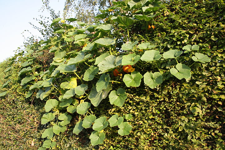 pumpkin, bush, plant, leaves, green, orange, fruit