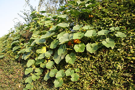 calabaza, Bush, planta, hojas, verde, naranja, fruta