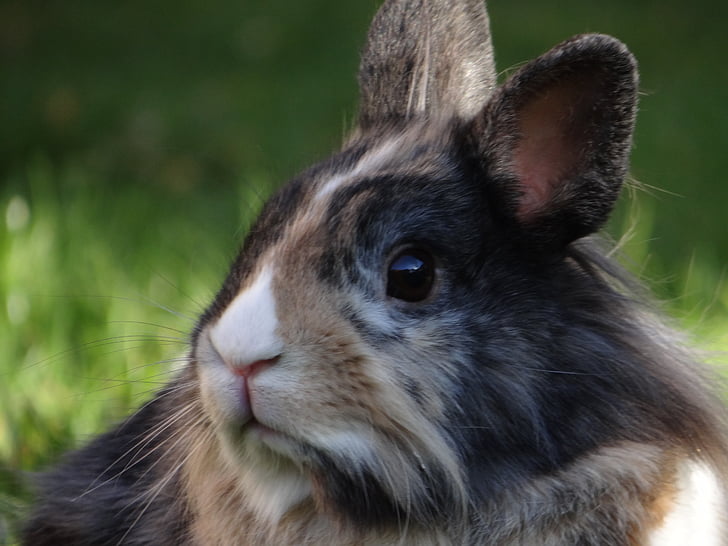 карлик кролик, заєць, карлик кролик, Nager, Симпатичний, ПЕТ, дискети вуха