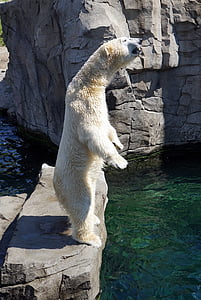 jegesmedve, Fehér Medve, ragadozó, állatkert, szőrme