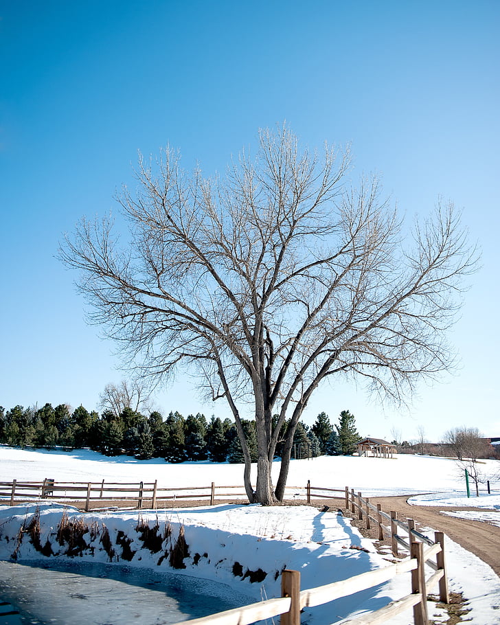winter time, white, tree, fence, snow, ice, sky