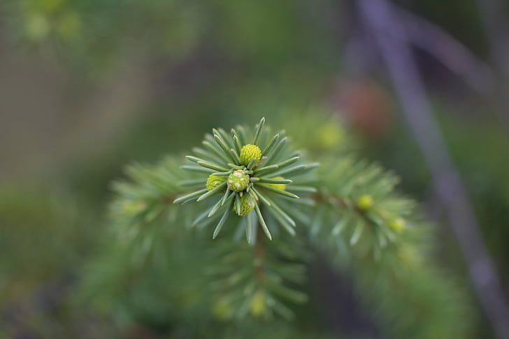 Spruce, pohon Natal, muda, tunas, cabang, jarum, kabur