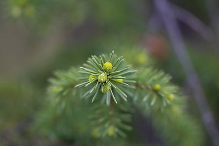 spruce, christmas tree, young, shoots, branch, needles, blur