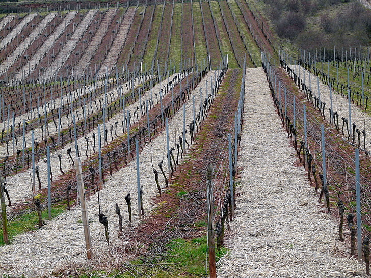 vineyard, vineyard in winter, structure, vines, wine, nature