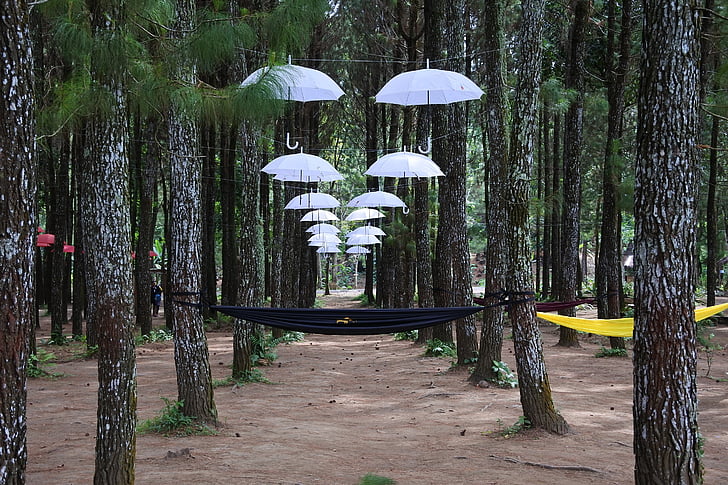 paraguas, bosque, Rumah kayu, sragi, Banyuwangi, songgon, bosque de Indonesia