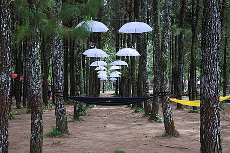 parasol, lasu, Rumah kayu, sragi, Banyuwangi, songgon, lasów Indonezji