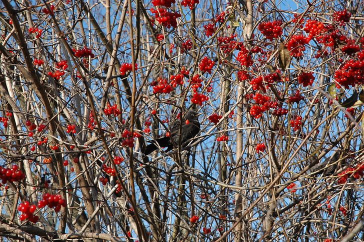 vogel, Merel, boom, rowanberries, Songbird, natuur, rood