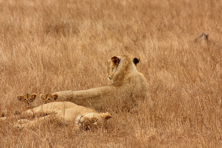 Lev, zviera, rodina, divoké, cicavec, Safari, Afrika