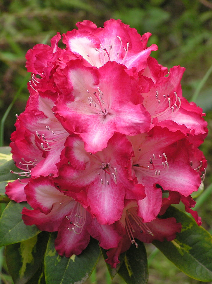 bunga, rhododendron, merah muda, mekar, warna, Benang Sari, berkebun