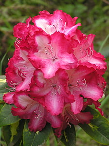 flor, rododendro, -de-rosa, flor, Cor, estame, jardinagem