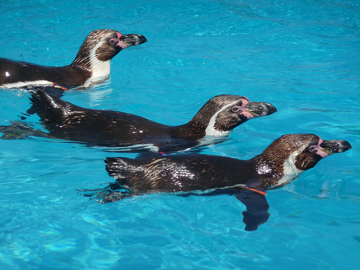 zvíře, tučňák, Příroda, volně žijící zvířata, voda, zvířata ze zoo