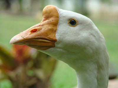 goose, nature, bird