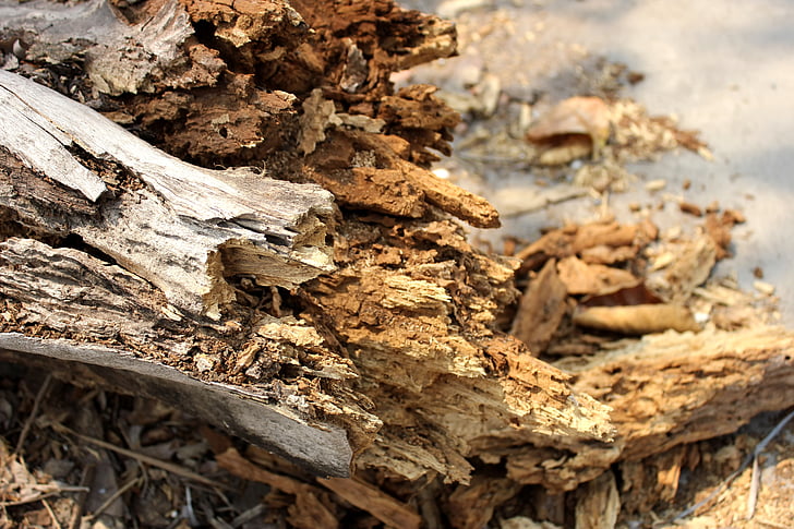 le tronc, cassé, poids sec, nature, bois - matériau, arbre, brun