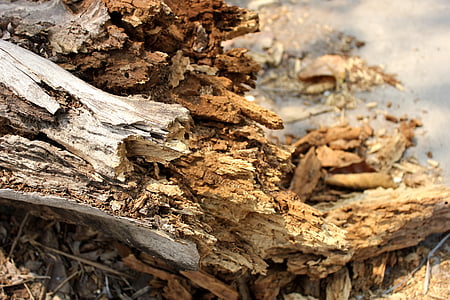 树干, 破碎, 干, 自然, 木材-材料, 树, 棕色