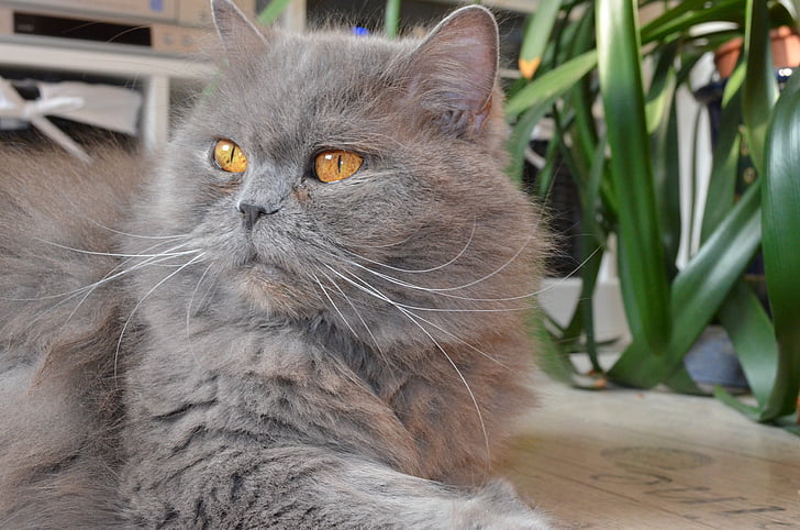 british longhair cat, highlander, adidas, domestic cat
