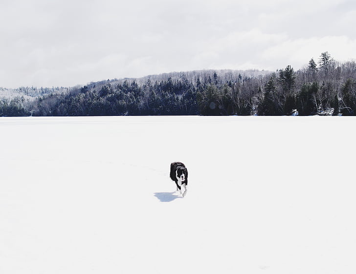 gos, animal, neu, l'hivern, fred, temps, boscos