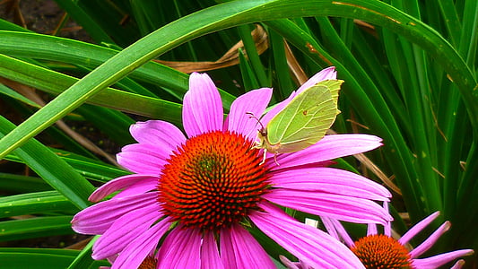 gonepteryx rhamni, 꽃, 나비, 닫기, 꽃, 블 룸, 곤충