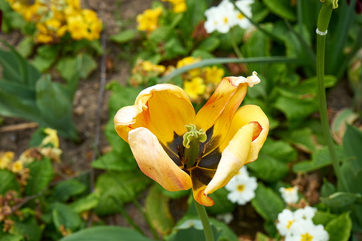 Tulipa, flor, natura, primavera de tulipa, primavera, groc, Holanda