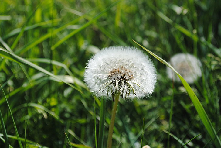 dust flower, daisies, grass