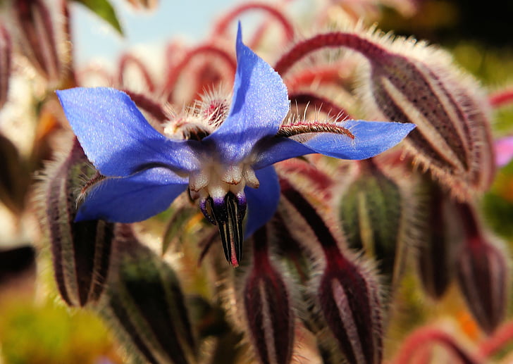 flower, blossom, bloom, blue, close, garden, nature