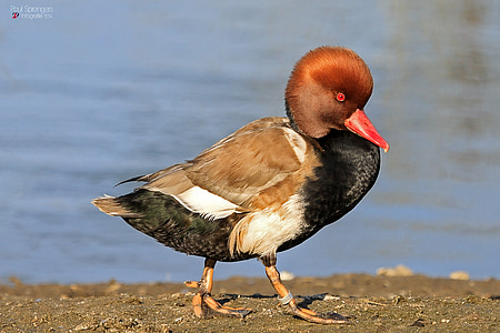 red crested pochard, duck, water, zoo, bird, nature, animal