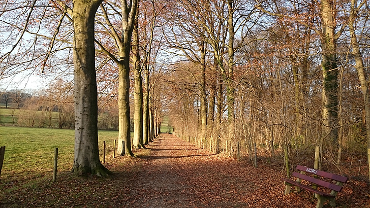 kraštovaizdžio, Gamta, Pietų Limburgas, Limburg, rudenį, medis, miško