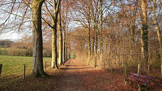 krajolik, priroda, južne limburg, Limburg, jesen, drvo, šuma