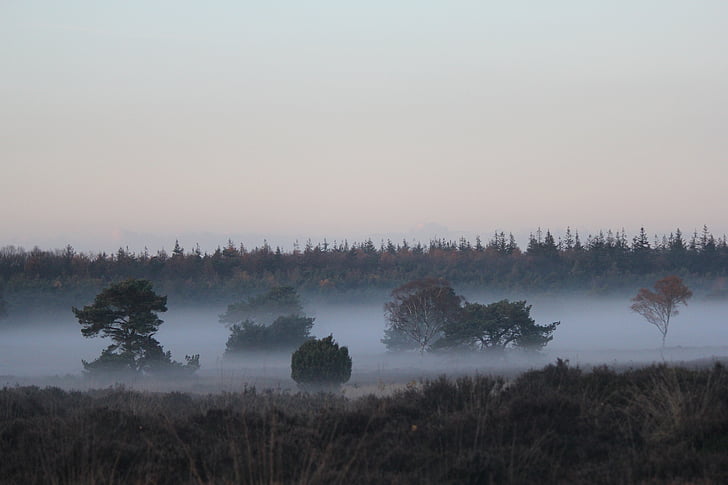 veluwe, landscape, forest, fog patches, netherlands, autumn