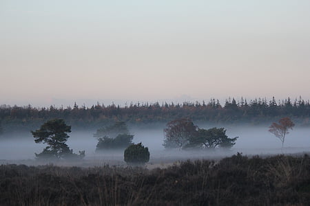 Veluwe, paysage, Forest, bancs de brouillard, Pays-Bas, automne