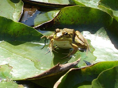frosk, dammen, vann, grønn, dyr, amfibier, natur