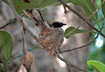 wit-throated fantail vliegenvanger, nest, broeden, Rhipidura albicollis, Insecteneters, zangvogels, Dharwad