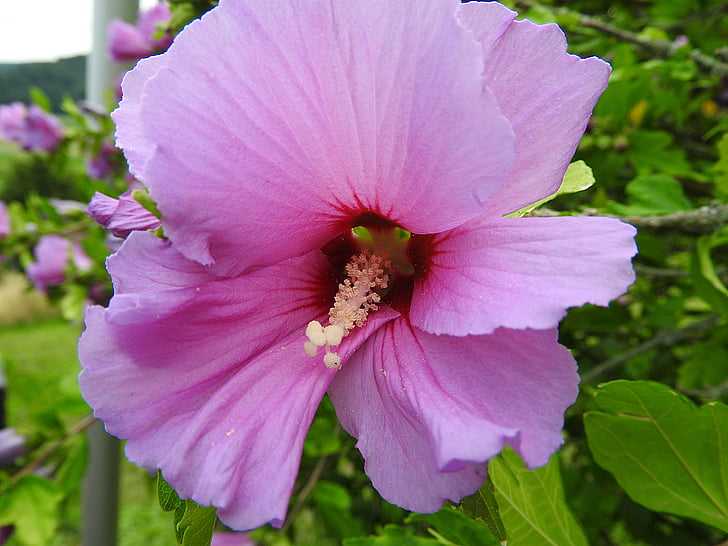 alcearosea, 꽃, 핑크, 맬로, 관 상용 식물