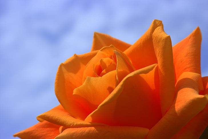 Bloom, květ, detail, Flora, květ, Příroda, oranžová