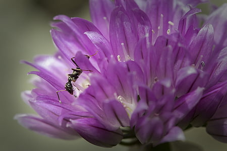 муравей, насекомое, Природа, цветок