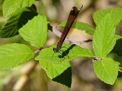 libellula, nero, bellezza, foglie, BlackBerry, ramo, insetti