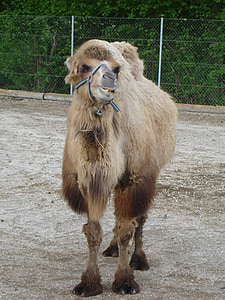 dromedary, kamel, camelus dromedarius