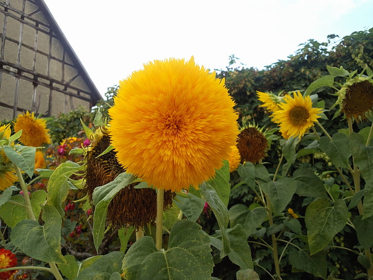 bunga matahari, pemandangan, alam