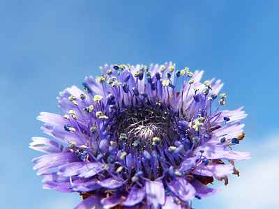 Lesné kvety, orgován, modrá, detail