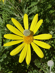 daisy, yellow flower, cocoon, flower