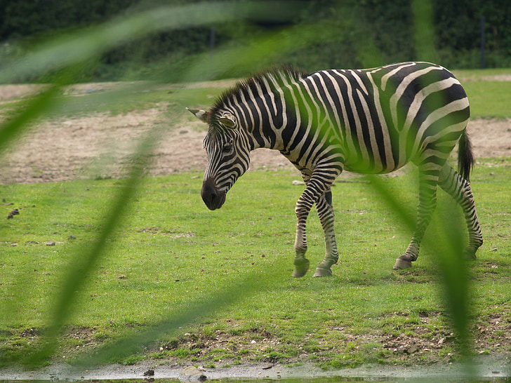 Zebra, bebedouro, cavalo selvagem, cavalo, Juba, listrado, pastar