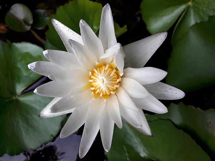 Lotus, lootuksenlehti, Luonto, kukat, vihreä, valkoinen lotus, tuore
