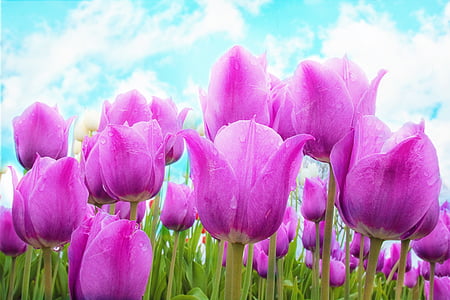 tulipán, rózsaszín, tavaszi, virágok, Bloom, kert, friss