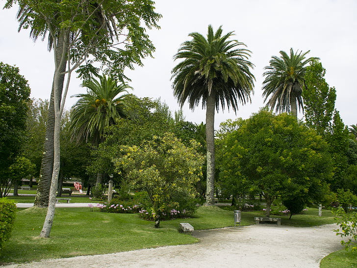 jardín, Parque, la isla de la toja, Palmas, espacio verde, vacaciones