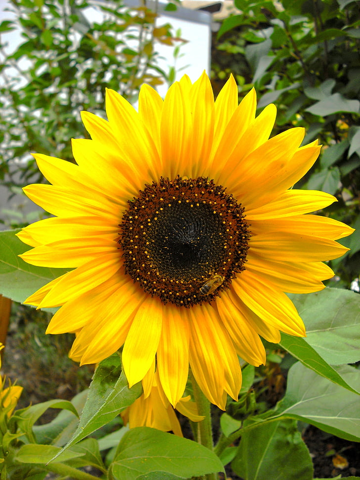 Sun flower, trädgård, Helianthus, Anläggningen