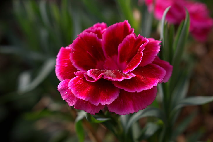 květ, květ, Bloom, Zavřít, červená, Příroda, závod