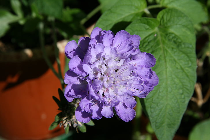flor de coixinet, flor de color blau, flor, flor, scabiosa, porpra, flor