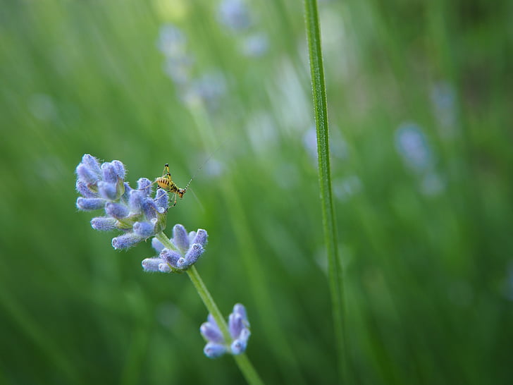 lavender, grasshopper, close, flower, insect, garden, nature